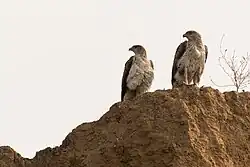 Deux Aigles de Bonelli perchés sur un rocher.