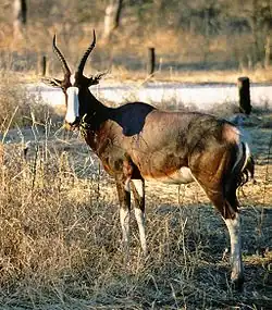 Bontebok