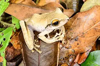 Description de l'image Boophis entingae.jpg.