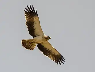 Aigle botté en vol.