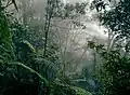 Forêt équatoriale à Bornéo dans le parc national du Kinabalu.
