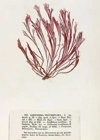 Bornetia secundiflora, planche de l’herbier des frères Pierre-Louis et Hippolyte-Marie Crouan.