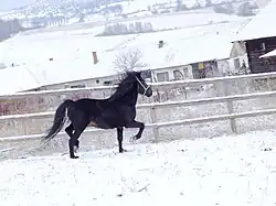 Photo en couleur montrant un cheval noir trottant dans la neige
