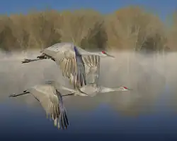 En vol, au refuge faunique national de Bosque del Apache.