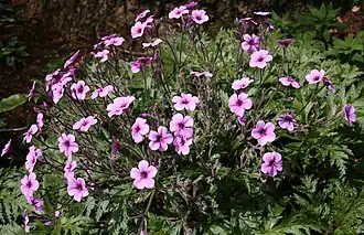 Géranium de Madère (Geranium maderense)