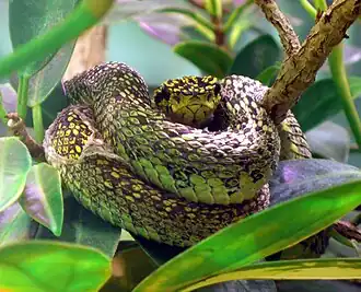 Description de l'image Bothriechis nigroviridis (2).jpg.