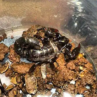 Description de l'image Bothriurus bonariensis.jpg.