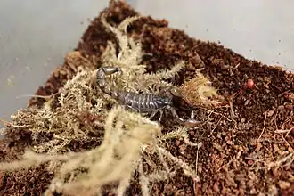 Description de l'image Bothriurus coriaceus.2.jpg.