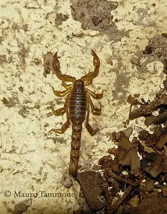 Description de l'image Bothriurus patagonicus.jpeg.