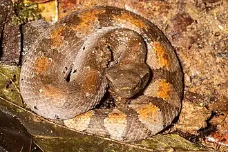 Description de l'image Bothrocophias hyoprora.jpg.