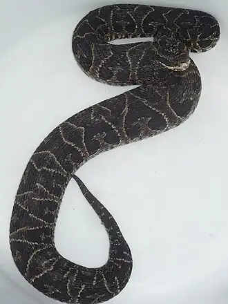 Description de l'image Bothrops Jonathani.JPG.