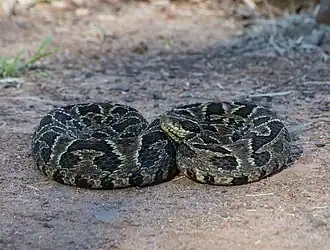 Description de l'image Bothrops cotiara 246028155.jpg.