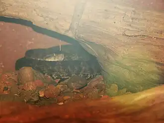 Description de l'image Bothrops pictus.JPG.