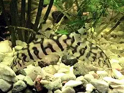 Spécimens en aquarium.