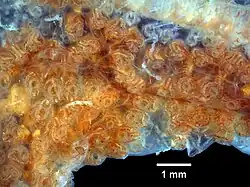 Botrylloides diegensis