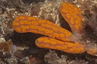 Botrylloides perspicuus