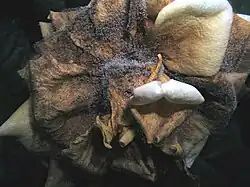 Botrytis cinerea sur une rose.