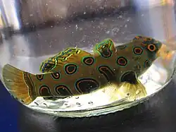 Synchiropus picturatus