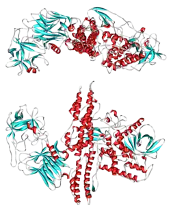 Image illustrative de l’article Toxine botulique