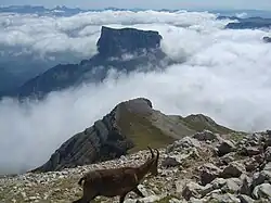 Femelle bouquetin sur le Grand Veymont ; mont Aiguille au-dessus des nuages.