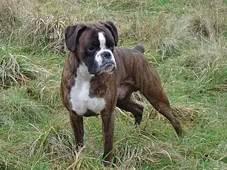 Mâle pure breed boxer.