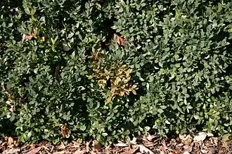 Description de l'image Boxwood with Volutella buxi 01.JPG.