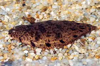 Brachirus orientalis