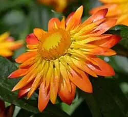 Cultivar 'Flobrafla', à bractées de couleur variant du jaune au rouge.