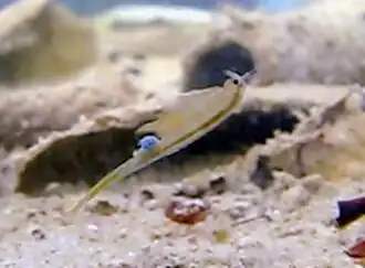 Branchipus schaefferi