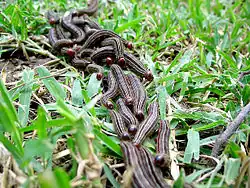 Chenilles de Brassolis sophorae