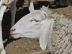 Queue fine de l'Ouest à Tozeur.