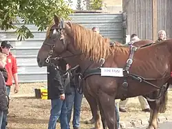 Cheval de trait (Breton).