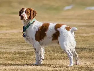Un chien blanc et roux avec un collier vert. Au collier sont attachées des médailles rondes de quelques centimètres