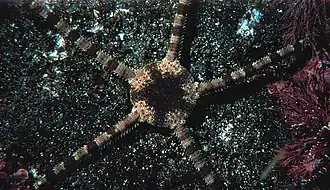 Ophioderma panamense