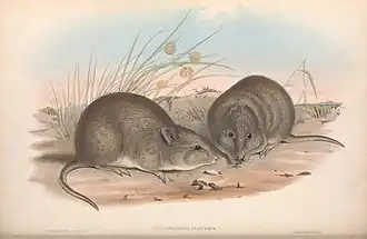 Description de l'image BroadFacedPotoroo.jpg.