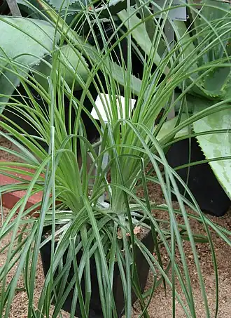 Description de l'image Bromelia alsodes IMG 2438.jpg.