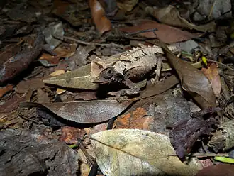 Description de l'image Brookesia decaryi 2009a.jpg.