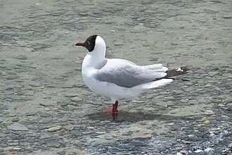 Description de l'image Brown-headed Gull at Pangong Tso 3.jpg.