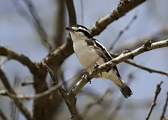 Description de cette image, également commentée ci-après