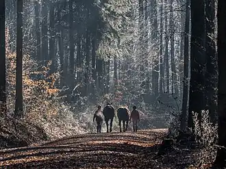 Des cavaliers dans le Bruderwald.