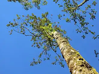 Description de l'image Brunellia comocladifolia 1.JPG.