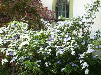 Description de l'image Brunfelsia uniflora 2007a.jpg.