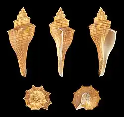 Brunneifusus carinifer