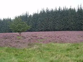 Lande à bruyère sur le plateau de Gentioux, avec pression forestière marquée et fermeture du paysage.