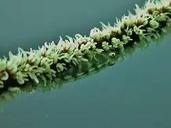 Un gobie des coraux noirs (Bryaninops loki)