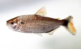 Brycon amazonicus