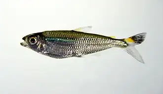 Bryconops cf. caudomaculatus (Iguanodectidae)