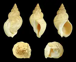 Buccinum undatum