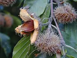 A maturité, les cupules s'ouvrent et libèrent chacune deux à quatre faînes.