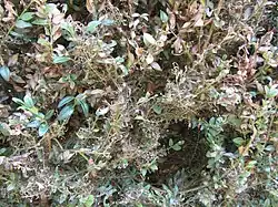 Détail d'infestation.